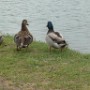 Canards toujours présents partout dans le camping